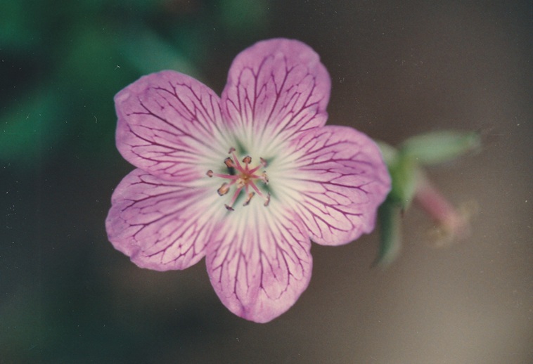 �n�N�T���t�E��